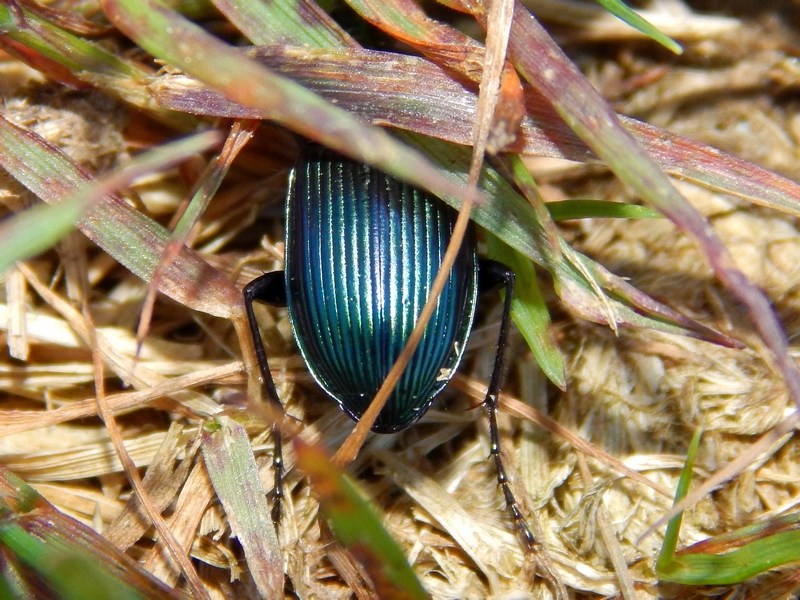 Carabus olympiae? No, Platycerus caraboides, femmina (Lucanidae)